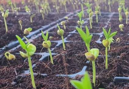 Saplings & seed supply