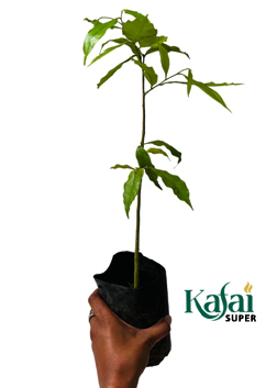 OUD SAPLING